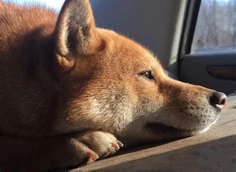 秋田犬柴犬图片价格多少,柴犬与秋田犬价格多少