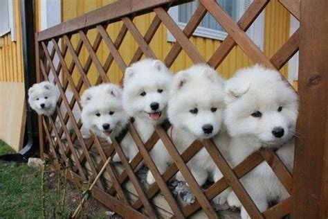 萨摩耶改什么名字好听,你家毛孩叫什么名字