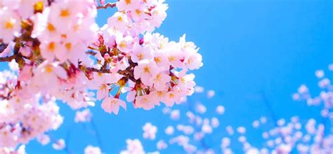 火影忍者ol樱花的祝福是什么意思,武汉大学的樱花开了