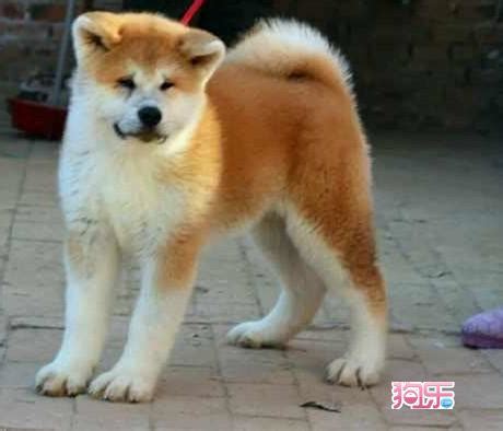 赛级日系秋田犬多少钱,价值30000元