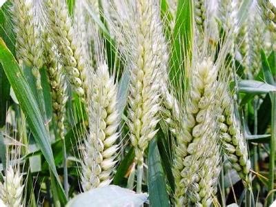 冬小麦叶面肥什么时候用合适,小麦什么时候打叶面肥