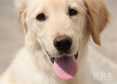 家里养金毛犬成年金毛老是爱叫怎么办,金毛爱叫怎么办