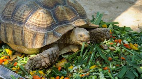 夏天乌龟吃多少食物,需要我们提供多少食物才合适呢