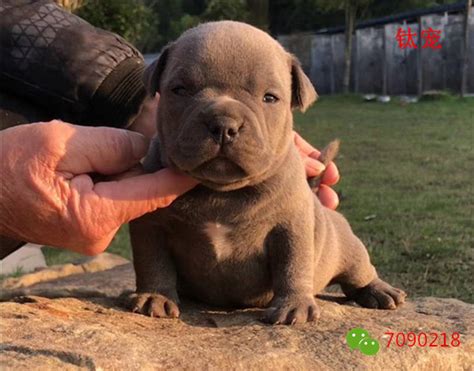 买恶霸犬注意什么,恶霸犬真的是恶犬