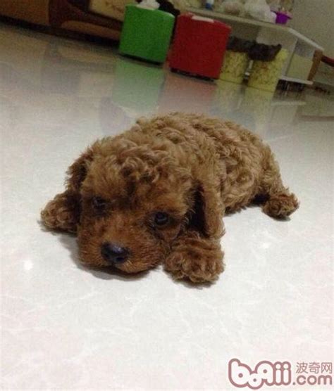 泰迪犬为什么要剃胎毛,为什么要给狗狗剃胎毛