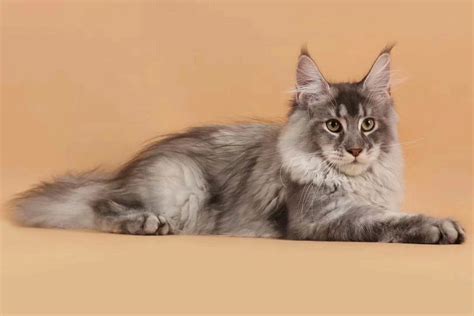 英短猫两个月多少钱一只,两个月的美短多少钱