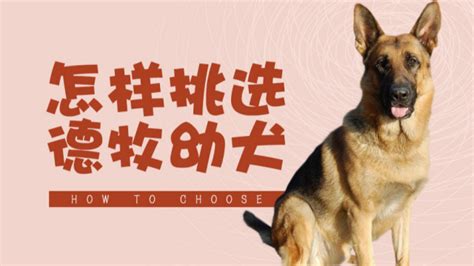 德牧幼犬眼睛什么颜色,德国牧羊犬的眼睛是什么颜色的