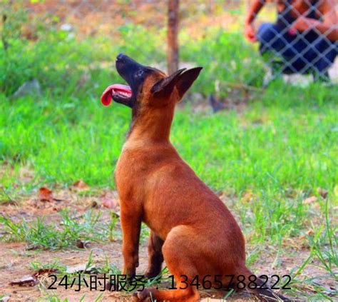 比特犬的价值是什么比特犬幼犬是什么价位,比特犬图片多少钱