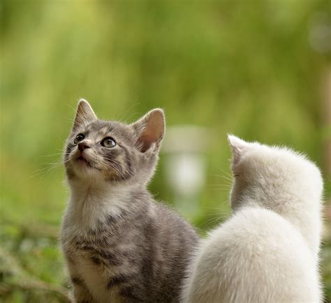 猫撑到了怎么办,现在回不去了猫能撑多久