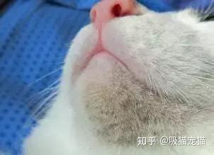 猫的眼睛发红是为什么,兔子眼睛为什么是红色的