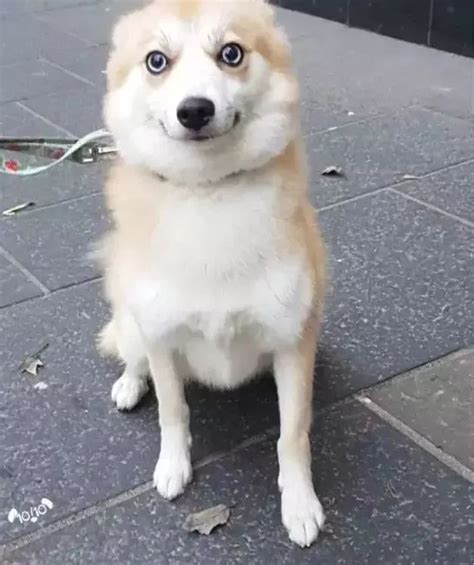 为什么狗狗老是想咬我,狗狗为什么不是不想吃饭