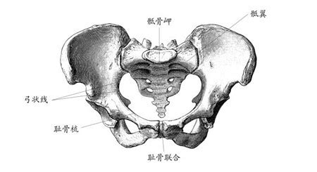 医院怎么检测骨盆前倾,是不是骨盆前倾