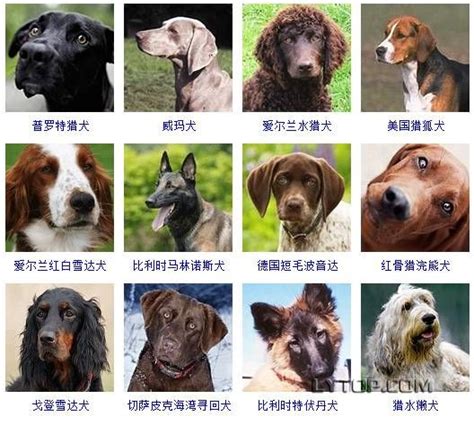 美国都有什么犬,养一只美国恶霸犬是一种什么体验