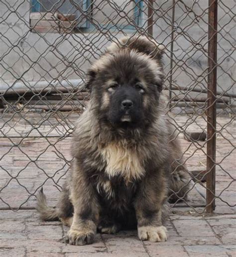 高加索怎么洗澡,养高加索犬之前