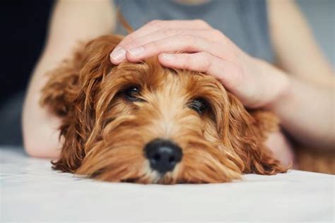 狗狗为什么的脂溢性皮炎,为啥你家狗狗爱得皮肤病