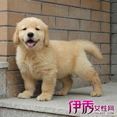 狗狗护食严重怎么办,金毛幼犬太能吃了怎么办