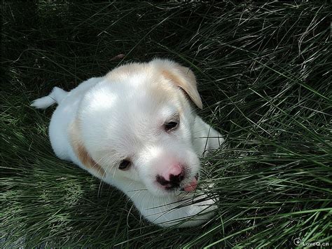 混血的太仓猎犬,太仓犬怎么养