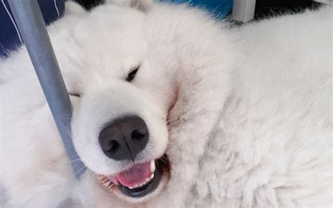 金毛怎么掏耳朵,养金毛的繁琐事儿