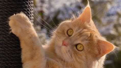 小奶猫吃多少猫粮,猫一般每天喂多少猫粮