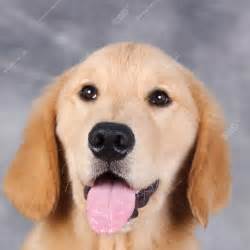 纯种金毛犬多少钱一只,上海金毛犬的价格多少