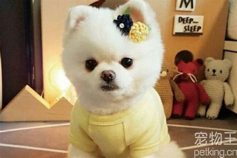 哈士奇胃不好怎么办,一个多月的哈士奇胃口不好