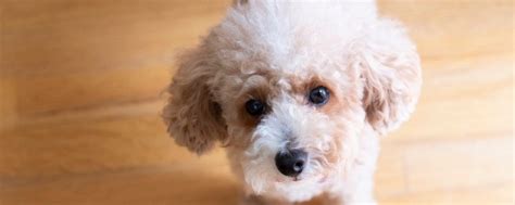 狗身上为什么会有虱子,狗为什么会有虱子