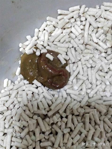 成年比熊毛为什么不白,比熊毛不白发黄