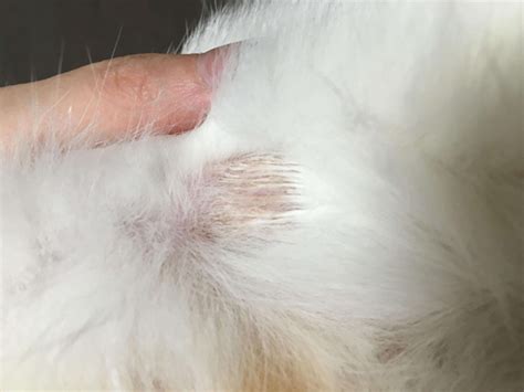 猫 猫藓 怎么治疗偏方,如何诊断及治疗猫皮肤病