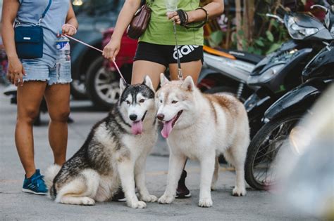 狗为什么要咬拖鞋还叫,狗狗为什么总爱咬鞋子