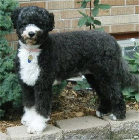 葡萄牙水犬棕色多少钱一只,波奇网百科大全