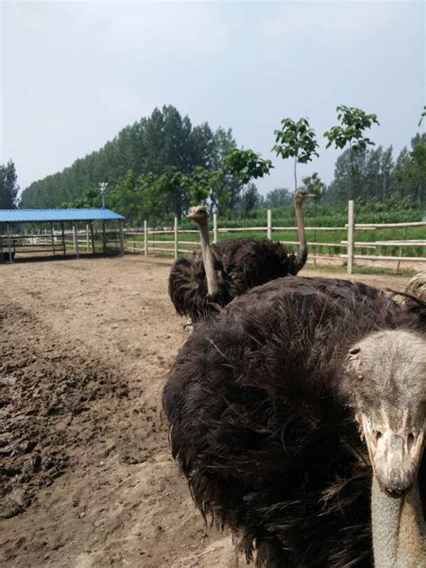 惠比特犬多少钱一只,济宁惠比特犬多少钱