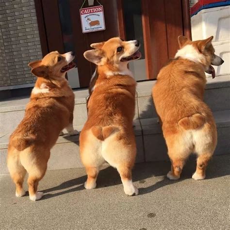 为什么边牧不符合做警犬牧羊犬发情但配不上该怎么办,牧羊犬为什么配不上