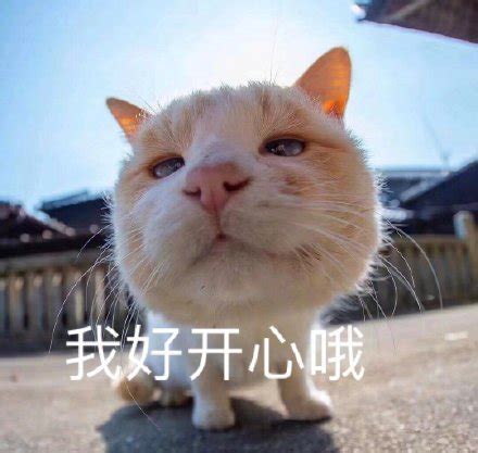 猫咪为什么会说人话,你觉得它会跟你说什么