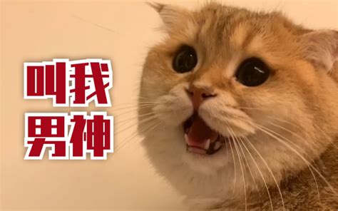 猫神游戏名字叫什么名字叫什么名字,曾经被全网喷的AG猫神