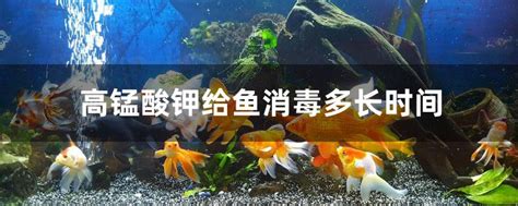 怎么能养好鹦鹉鱼鱼,鹦鹉鱼怎么养