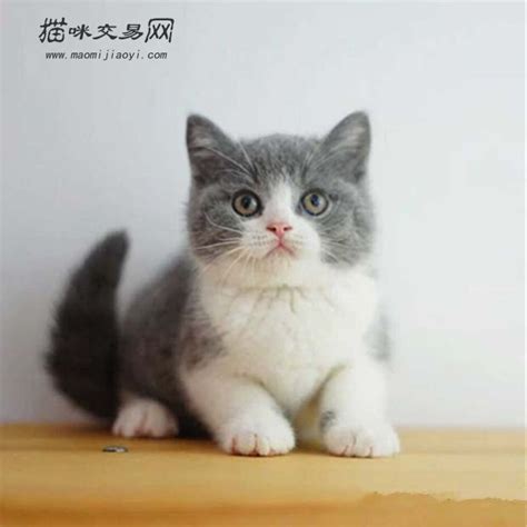 名种猫咪杂交后的猫猫多少钱,纯种猫配种一次收1500元