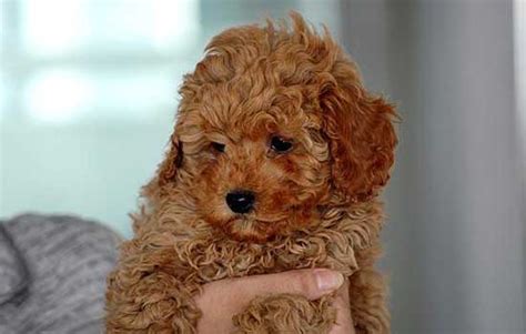 猫为什么喜欢打呼噜,猫 为什么睡眠时间