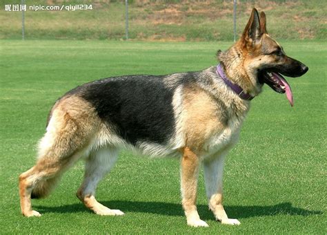 东北土狗叫什么品种,中国的39种土狗