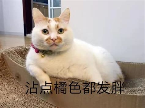 人为什么会怕生,为什么有的猫怕生