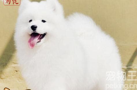萨摩耶图片 幼犬价格多少钱一只,萨摩耶一般一只多少钱
