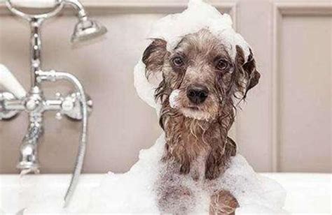 没打疫苗能洗澡吗什么时候不能给狗狗洗澡,狗狗什么时间可以洗澡
