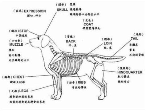 与人为善的拉布拉多,拉布拉多怎么增加体重