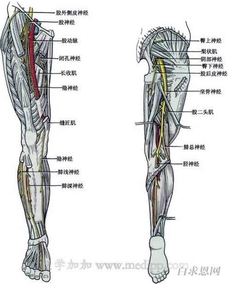 乌克兰小乳猪是什么意思什么梗,神经绷紧是什么意思