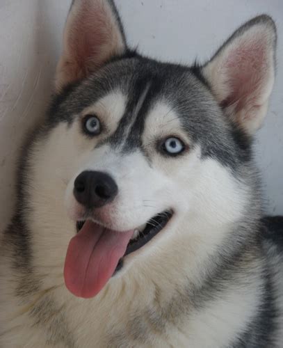 棕色哈士奇多少钱一只,白色哈士奇多少钱一只