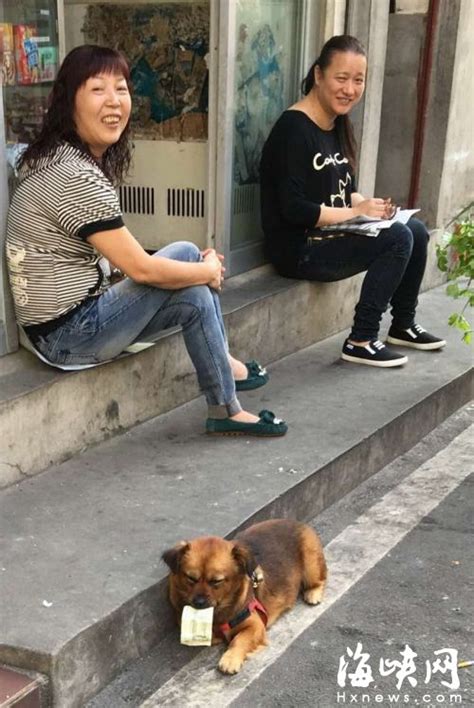 博美犬多少钱一只,狗的价钱多少