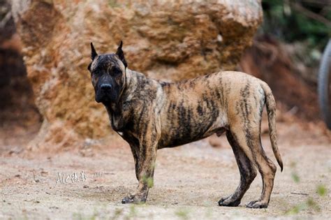 班道戈犬市场价多少一只,将战斗到生命最后一刻