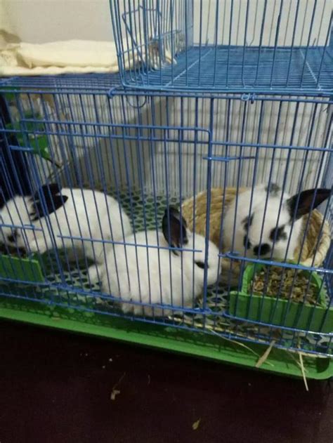 小兔子一般次喂多少,兔子一般吃什么食物