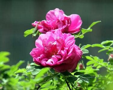 平阴玫瑰怎么打理,不可不知的玫瑰小知识