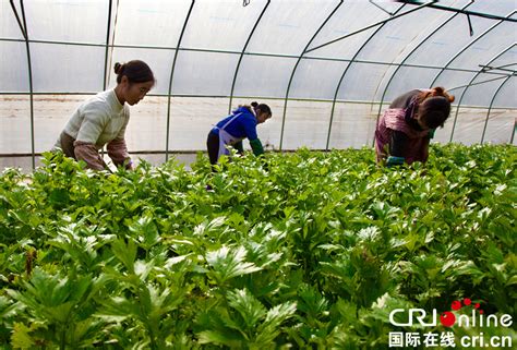 桂平市哪里有建蔬菜大棚材料卖,贵港桂平供电局