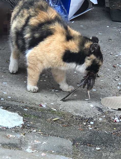 猫生小猫为什么不能看,为什么会满地打滚